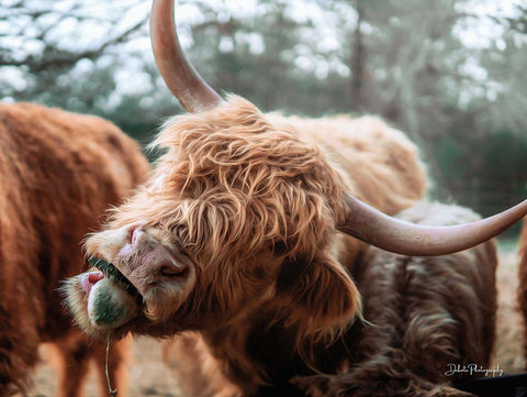 Crazy Cow II White Modern Wood Framed Art Print with Double Matting by Diener, Dakota