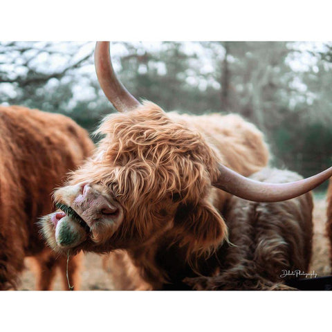 Crazy Cow II Black Modern Wood Framed Art Print by Diener, Dakota