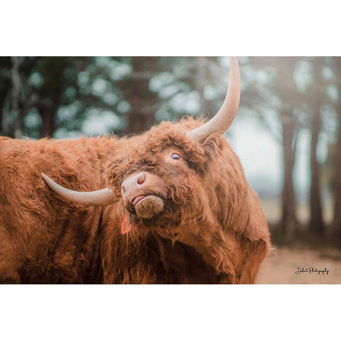 Highland Itch Gold Ornate Wood Framed Art Print with Double Matting by Diener, Dakota