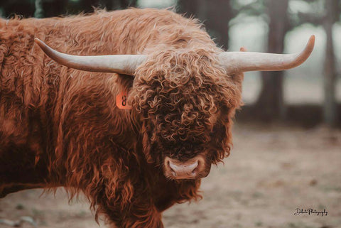 The Bull Look White Modern Wood Framed Art Print with Double Matting by Diener, Dakota