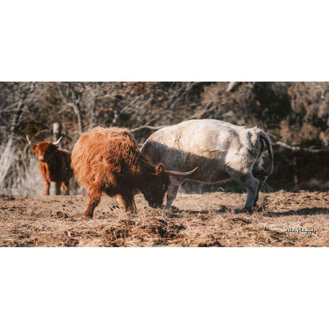 Highland Fight Black Modern Wood Framed Art Print with Double Matting by Diener, Dakota