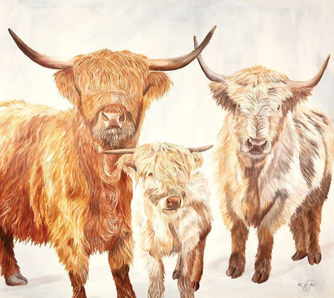 Hairy Highland Cattle White Modern Wood Framed Art Print with Double Matting by Fifer, Diane