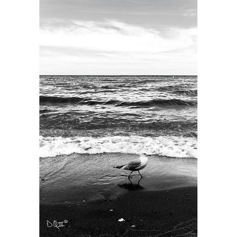 Seagull I    Black Modern Wood Framed Art Print with Double Matting by Quillen, Donnie