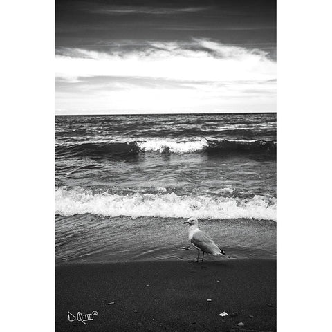 Seagull II    Black Modern Wood Framed Art Print by Quillen, Donnie