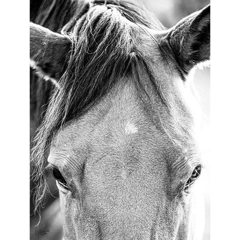 Trophy Winner I   Black Modern Wood Framed Art Print with Double Matting by Quillen, Donnie