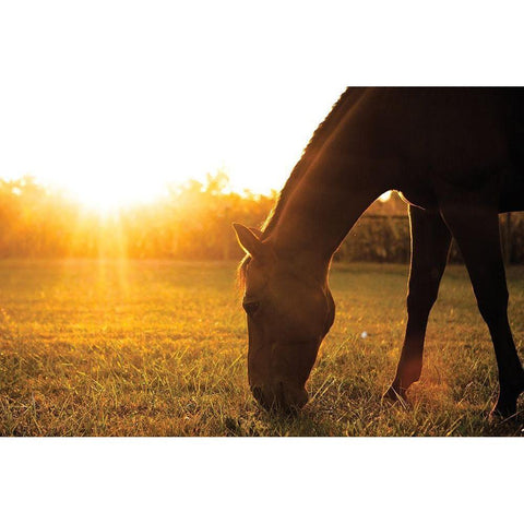 Sunset Grazing I Black Modern Wood Framed Art Print with Double Matting by Quillen, Donnie