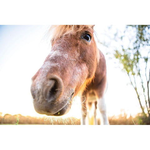 Hi Horse Black Modern Wood Framed Art Print by Quillen, Donnie