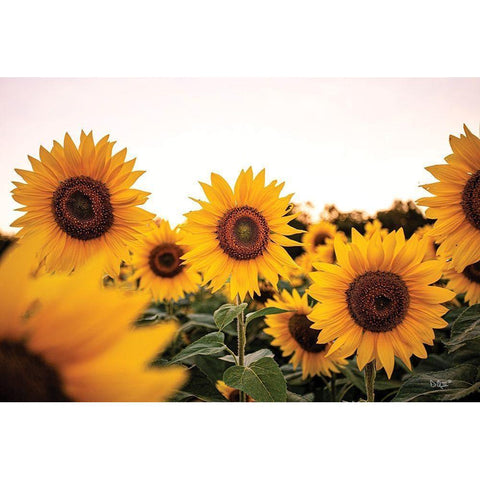 Sunflower Field Gold Ornate Wood Framed Art Print with Double Matting by Quillen, Donnie