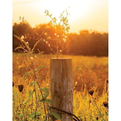 Post White Modern Wood Framed Art Print by Quillen, Donnie