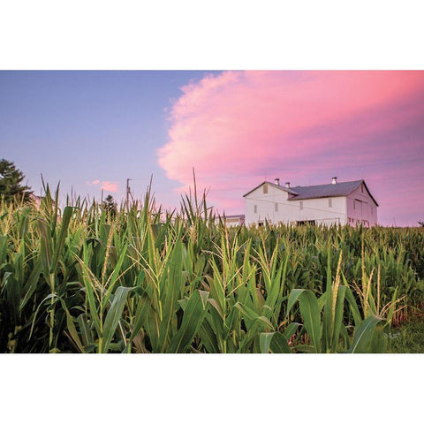 Corn Crop White Modern Wood Framed Art Print by Quillen, Donnie