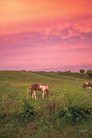 Horse at Sunset  White Modern Wood Framed Art Print with Double Matting by Quillen, Donnie
