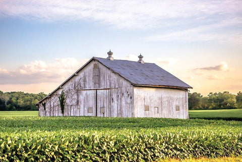 Rural Ohio Barn White Modern Wood Framed Art Print with Double Matting by Quillen, Donnie
