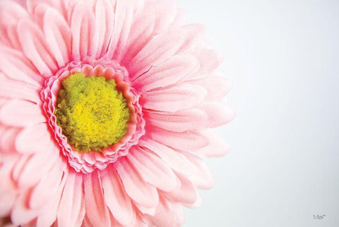 Daisy Close-up White Modern Wood Framed Art Print with Double Matting by Quillen, Donnie