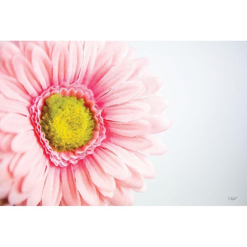 Daisy Close-up Black Modern Wood Framed Art Print by Quillen, Donnie