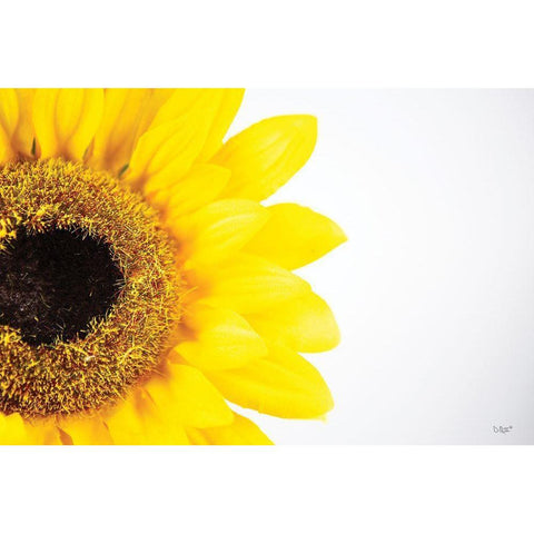 Sunflower Close-up Black Modern Wood Framed Art Print with Double Matting by Quillen, Donnie