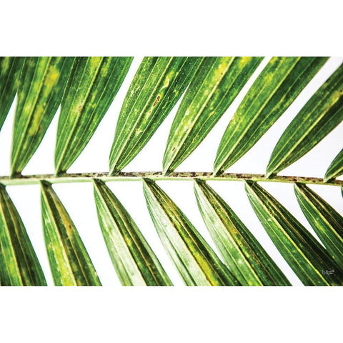 Leaf Study I White Modern Wood Framed Art Print by Quillen, Donnie