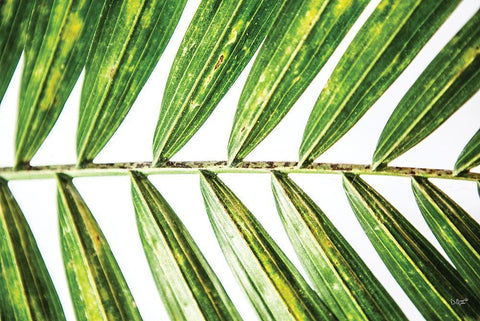 Leaf Study I White Modern Wood Framed Art Print with Double Matting by Quillen, Donnie