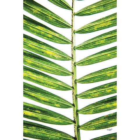 Leaf Study II White Modern Wood Framed Art Print by Quillen, Donnie