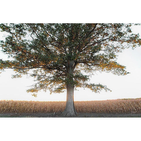 Cornfield at Sunset Black Modern Wood Framed Art Print with Double Matting by Quillen, Donnie
