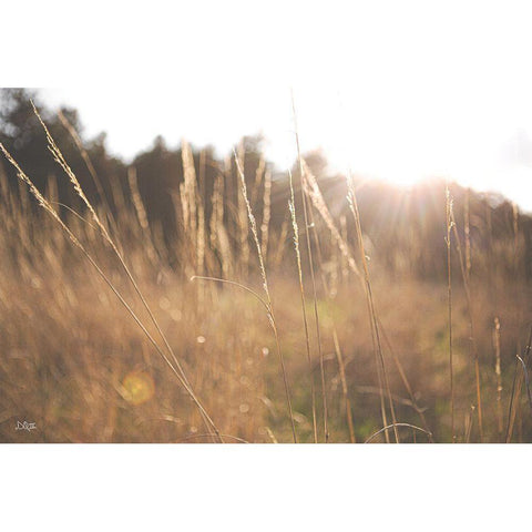 Bright Sun Haze II White Modern Wood Framed Art Print by Quillen, Donnie