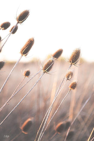 Field of Dreams II Black Ornate Wood Framed Art Print with Double Matting by Quillen, Donnie