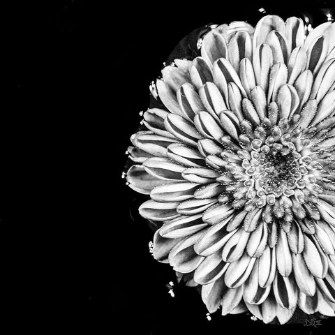 Black and White Love II Black Modern Wood Framed Art Print by Quillen, Donnie