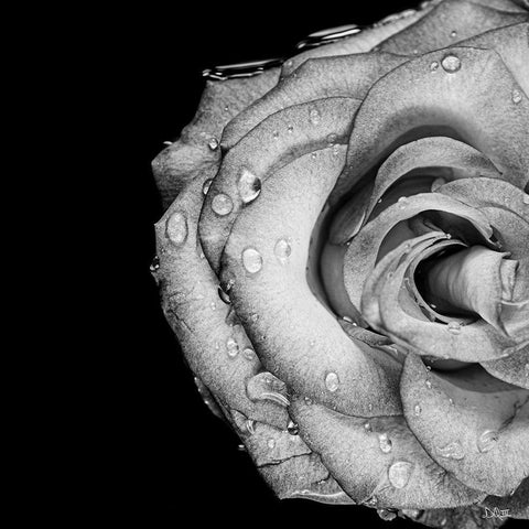 Lost Love White Modern Wood Framed Art Print with Double Matting by Quillen, Donnie