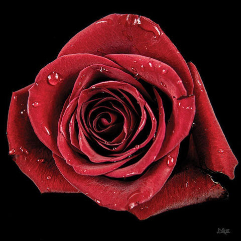 Broken Heart Rose Black Modern Wood Framed Art Print by Quillen, Donnie