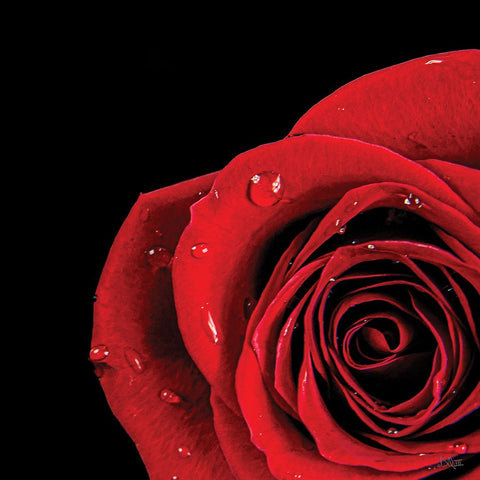 Pop of Red Rose White Modern Wood Framed Art Print with Double Matting by Quillen, Donnie
