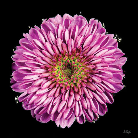 Purple Gradient Black Ornate Wood Framed Art Print with Double Matting by Quillen, Donnie