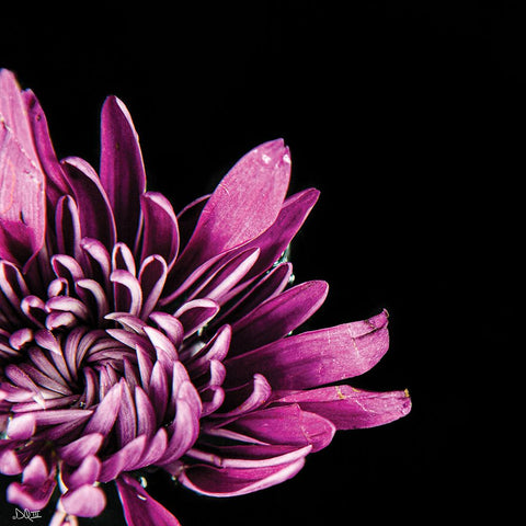 Love Intertwined I Black Ornate Wood Framed Art Print with Double Matting by Quillen, Donnie