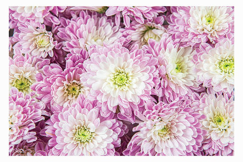 Pretty in Purple I White Modern Wood Framed Art Print with Double Matting by Quillen, Donnie