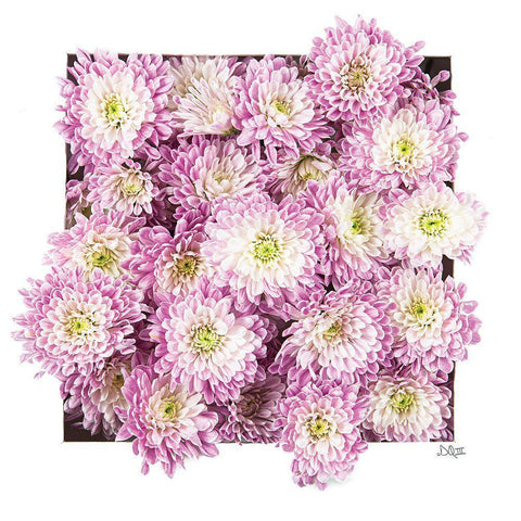 Pretty in Purple II White Modern Wood Framed Art Print by Quillen, Donnie