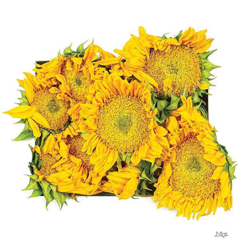 Fall Feels II White Modern Wood Framed Art Print by Quillen, Donnie