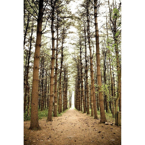 In the Pines I Black Modern Wood Framed Art Print by Quillen, Donnie