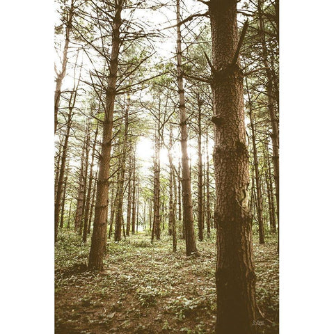 In the Pines II White Modern Wood Framed Art Print by Quillen, Donnie