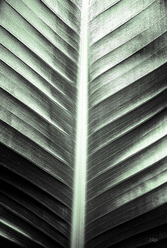 Image Only