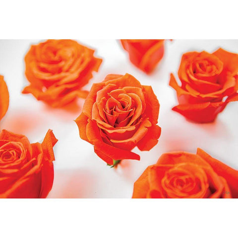 Tiger Orange Roses Gold Ornate Wood Framed Art Print with Double Matting by Quillen, Donnie