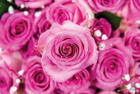 Fuchsia Roses Black Ornate Wood Framed Art Print with Double Matting by Quillen, Donnie