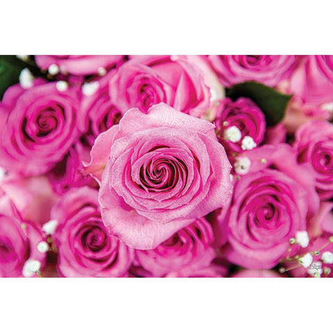 Fuchsia Roses Black Modern Wood Framed Art Print by Quillen, Donnie