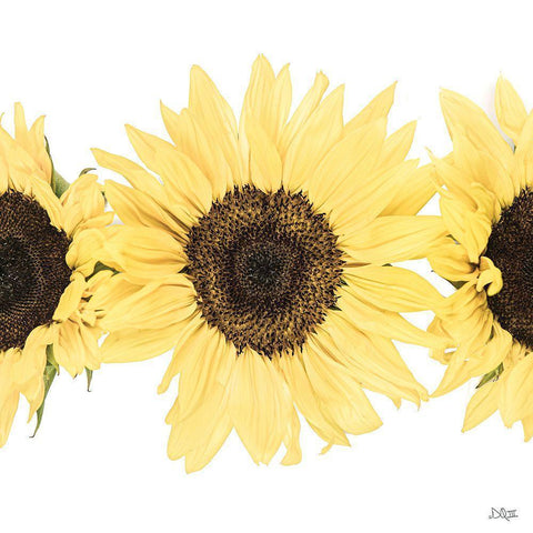 Sunflowers in a Row I Black Modern Wood Framed Art Print with Double Matting by Quillen, Donnie