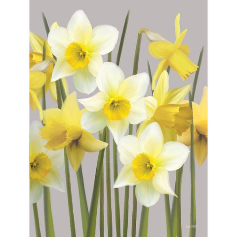 Spring Daffodils White Modern Wood Framed Art Print by House Fenway