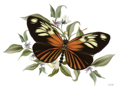 Botanical Butterfly Heliconius    White Modern Wood Framed Art Print with Double Matting by House Fenway