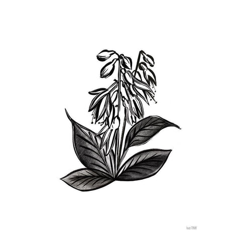 Pen and Ink Wildflower III Black Modern Wood Framed Art Print by House Fenway