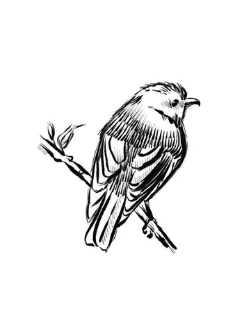 Songbird Sketch I White Modern Wood Framed Art Print with Double Matting by House Fenway