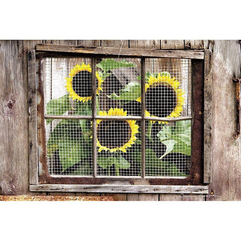 Looking In Black Modern Wood Framed Art Print with Double Matting by Hoover, Irvin