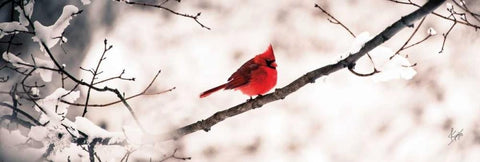 Cardinal III White Modern Wood Framed Art Print with Double Matting by Spivey, Justin