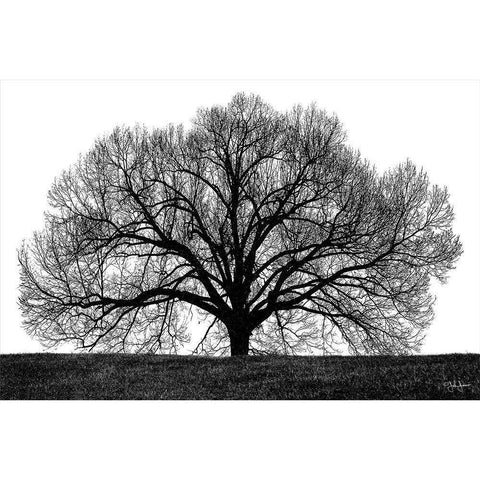 The Tree Gold Ornate Wood Framed Art Print with Double Matting by Jones, John