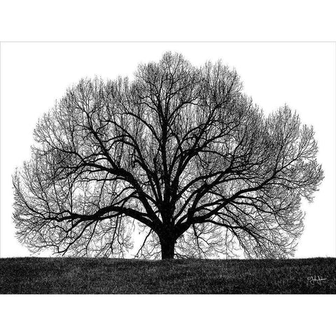 The Tree Black Modern Wood Framed Art Print by Jones, John