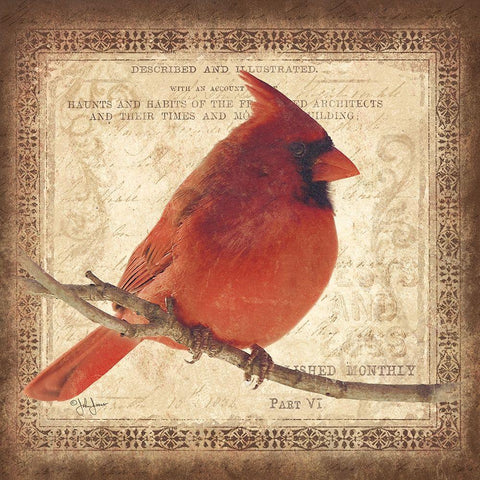 Male Cardinal White Modern Wood Framed Art Print with Double Matting by Jones, John